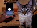 the best iphone app. jared & cat