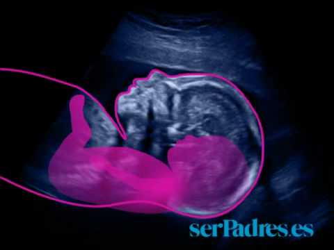El desarrollo del feto en las semanas 21 - 24 de embarazo