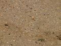 Slow motion insect digging into sand at Lake Kivu (Gisenyi, Rwanda)