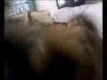 videos de Grissom Mama