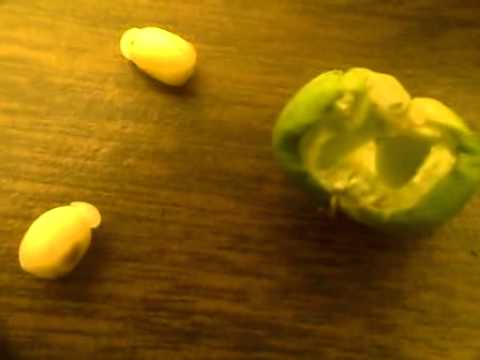 how to collect euphorbia seeds