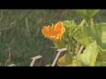 Vegetable Squash Bugs