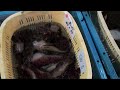 091109最新魚市場情報.flv