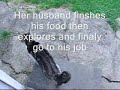 A cats life