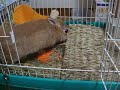 ミロさんの伸～び～