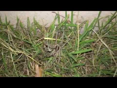 Dynamic Video Thumb Image