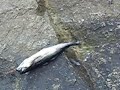 Pesca sul fiordo Norvegia