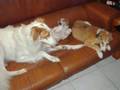 Borzoi video