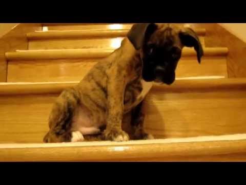 Brock the Boxer vs. THE STAIRS!! 9 Weeks Old