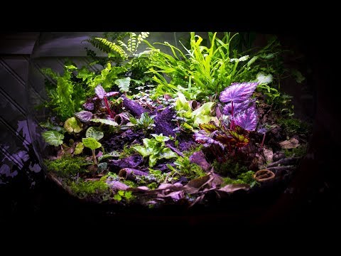 YouTube reptile video