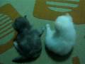 videos de Filhotes 012