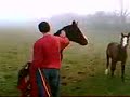 Horses In The Fog