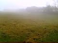 Horses In The Fog