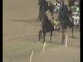 videos de MIND WISE AS - Milano 16 Novembre 2008 Gran Crit.Filly