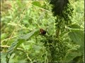 Die Abenteuer von Karl dem Käfer im Ruhrgebiet; Beetles Die Abenteuer von Karl dem Käfer im Ruhrgebiet; Beetles