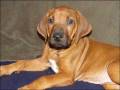 videos de My Rhodesian Ridgeback