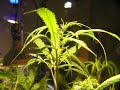 Jack Herer clone prior...
