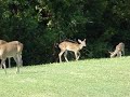 DEER IN LANSBROOK, PALM HARBOR FL