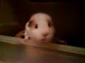 Marsvin h�nger �ver burkanten