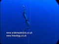 CWT 102m WR by Coste