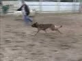Havok - Belgian Malinois - First Intro to Sheep