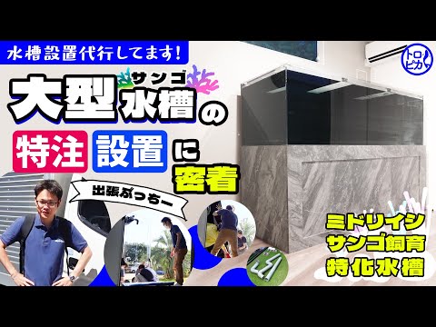 2m特注サンゴ水槽設置！その時ぶっちーは…！？