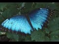 Butterfly Flute
