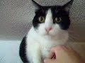 Cris Cris