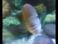 flowerhorn male3.mp4
