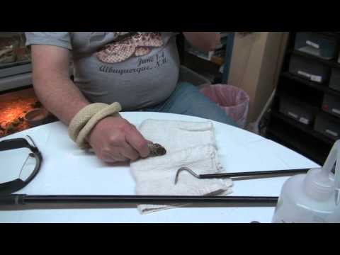 YouTube reptile video