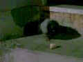 PICCIONE A DIETA PICCIONE A DIETA
