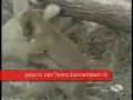 skili- liontari skili- liontari
