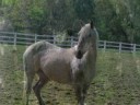 My Horses My Horses