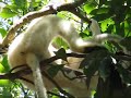 Sifaka Baby playing