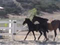 Dario Andalusian Colt Dario Andalusian Colt