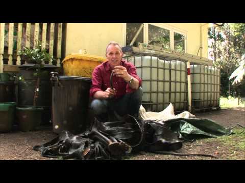 how to grow seaweed