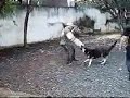 Adestramento de cão