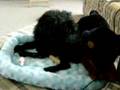 Affenpinscher