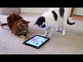 #FrequentNapping by @MarleyKatz Cat iPad Painting