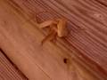 Geckos Boinking