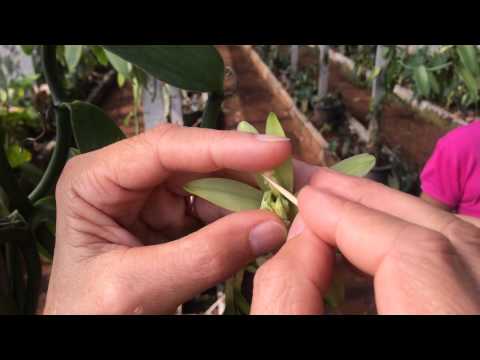 how to fertilize adenium