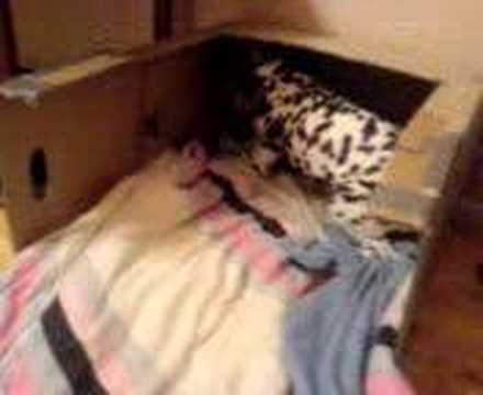 A dalmatian going crazy 2