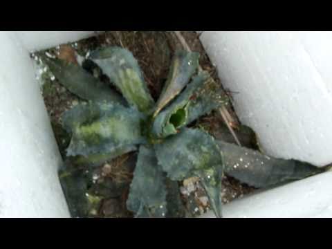 how to transplant agave americana