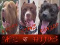 tuman   pitbull poder