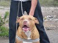 tuman   pitbull poder