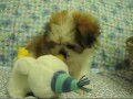 ??? Shih Tzu