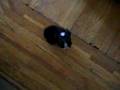 Boston Terrier video