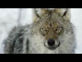 Yohan - Barnevandrer - Official Trailer