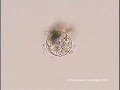 Colpodia Reproduction Orgonomy