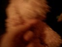 This Is Webkinzlover485\ This Is Webkinzlover485\